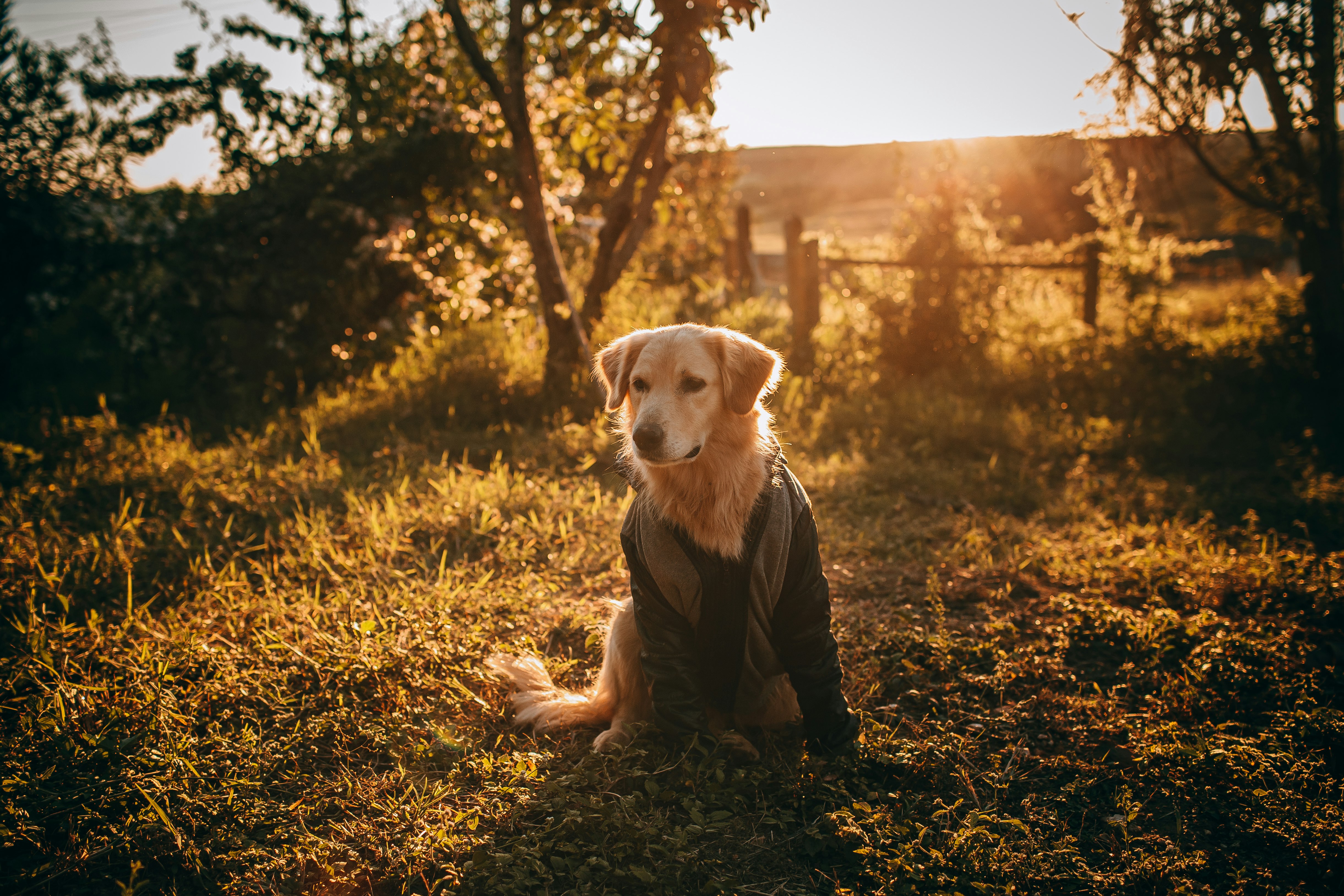golden retriever puppy sitting on ground during daytime