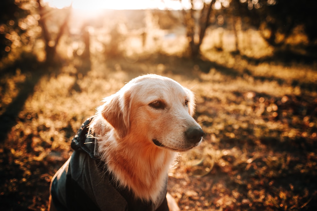 golden retriever with black leather jacket