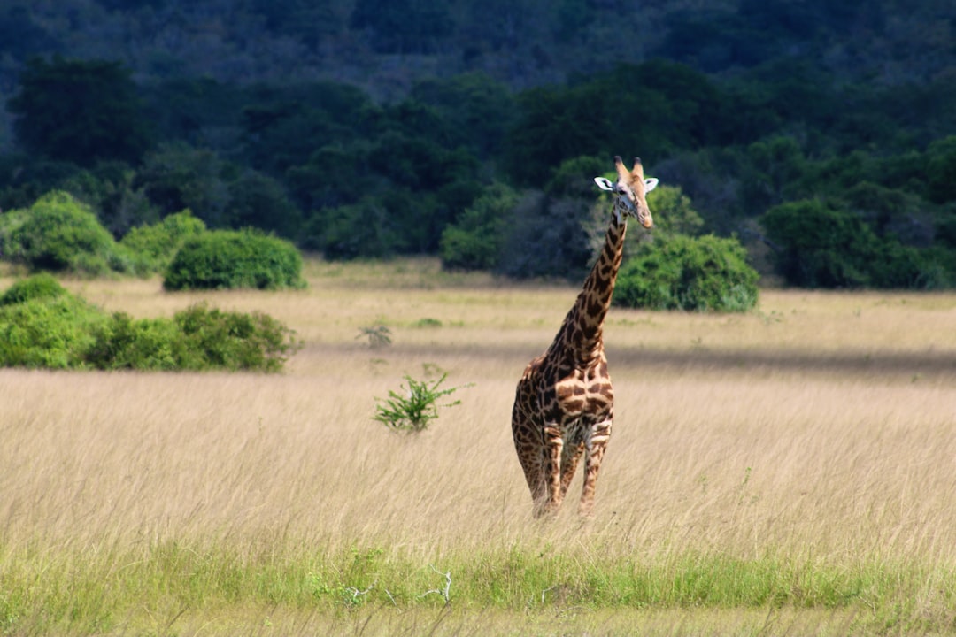 giraffe on brown grass field during daytime