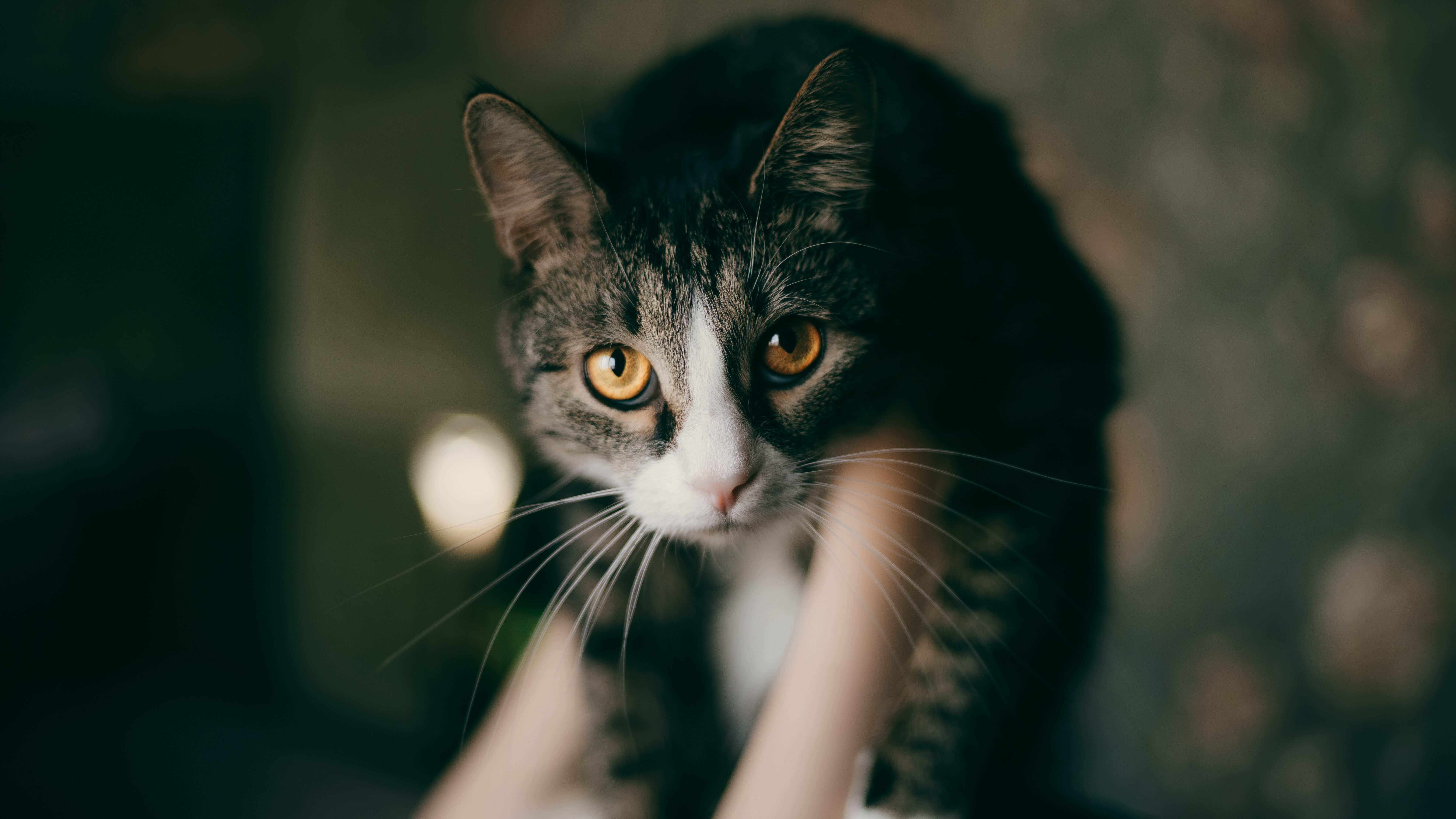 Photo by masaarakshas