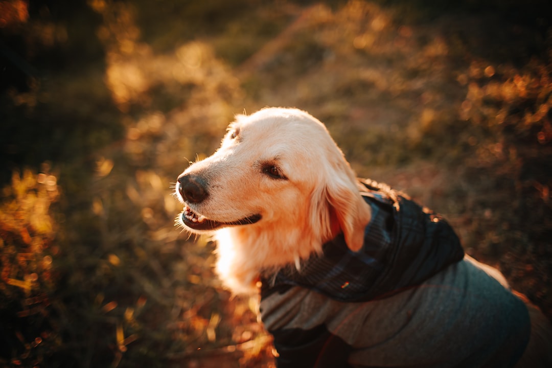 golden retriever wearing black jacket