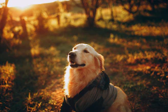 A happy golden retriever sitting calmly in a sunlit park.