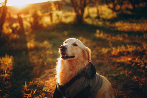 A cheerful golden retriever happily playing in a sunlit backyard.