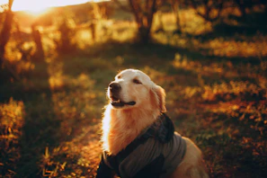 A golden retriever happily playing fetch in a sunlit park.