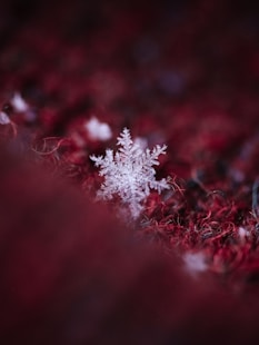 white snow flakes on red textile