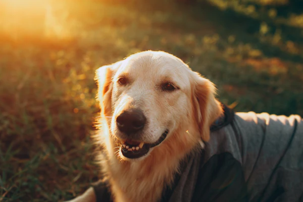 Senior dog resting