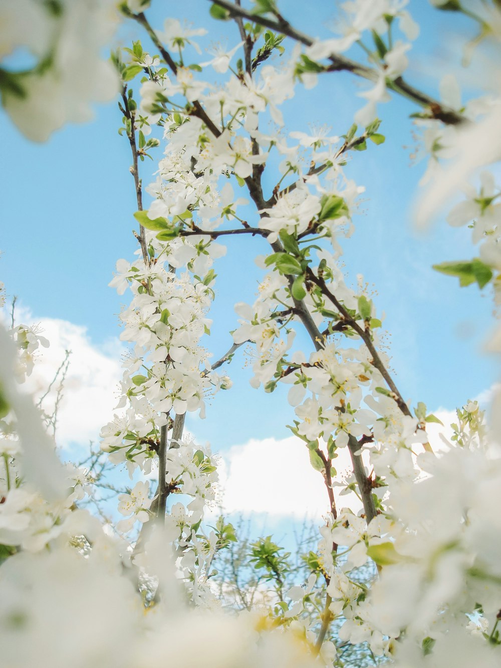 Foto flor de cerezo blanca bajo un cielo azul durante el día – Imagen Azul  gratis en Unsplash