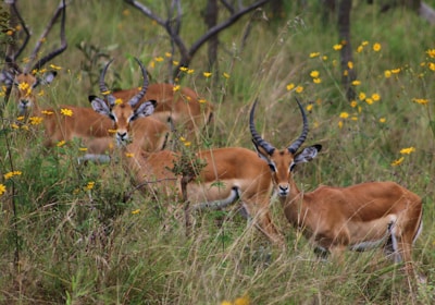 Ruanda Reise Akagera Nationalpark Impalas