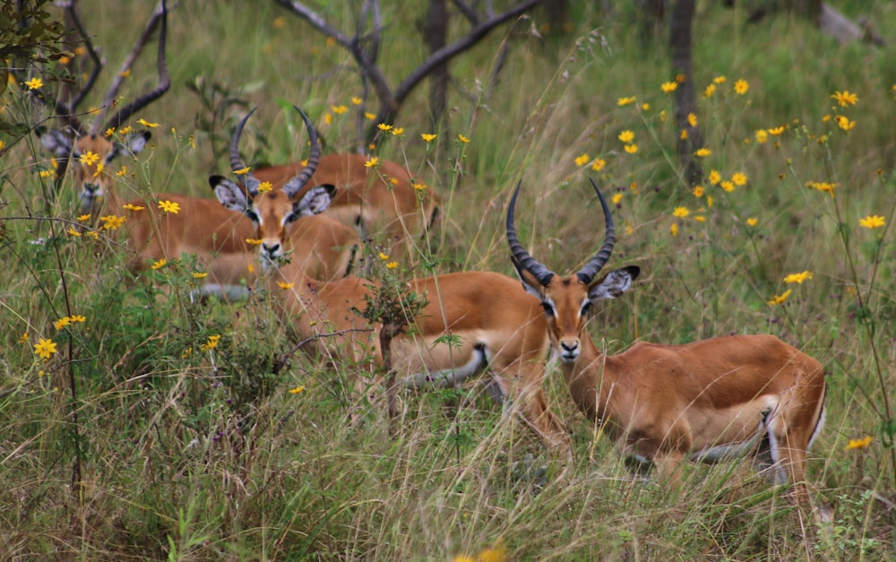 brown deer on green grass during daytime