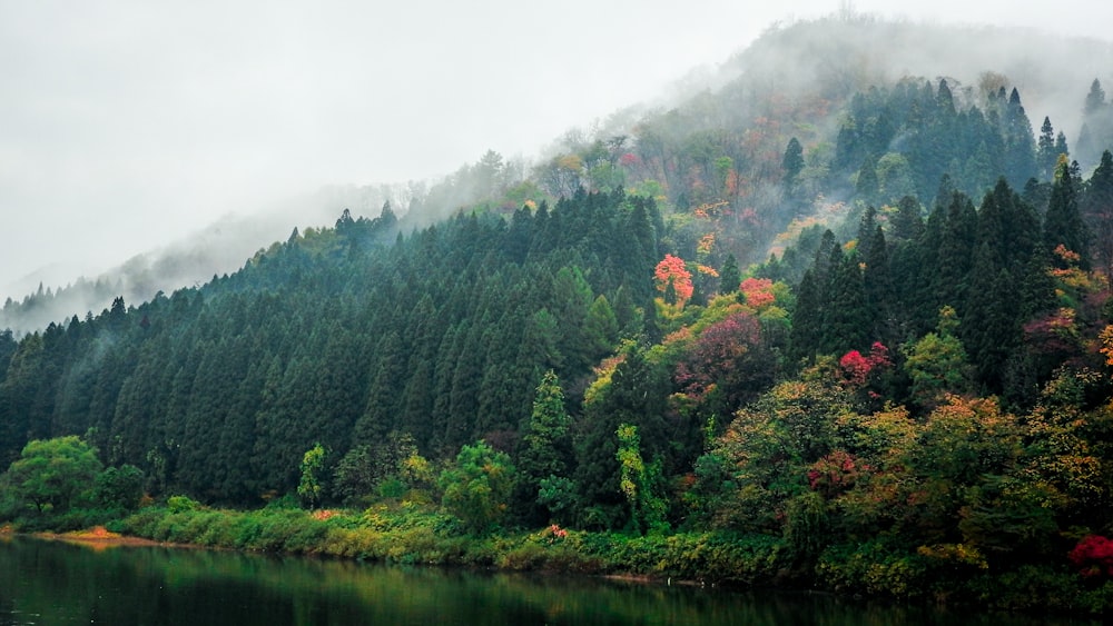 green and brown trees beside river during daytime