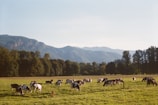 A group of robust cattle grazing peacefully under a clear blue sky.