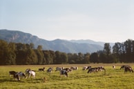 A group of cows grazing peacefully under a wide blue sky with cowboy hats hanging on a fence.