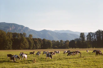 A row of healthy cows grazing peacefully in a green pasture under clear skies.