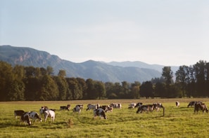 A group of cattle grazing peacefully in the open area of Al-Zawiya farm.