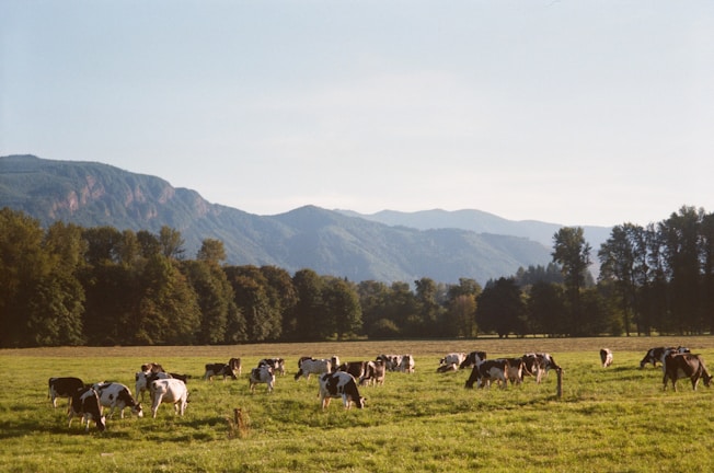 A group of cows grazing peacefully on lush green pasture under a clear blue sky.