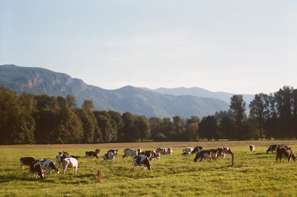 A group of healthy cattle grazing peacefully on the open ranch land under a clear blue sky.