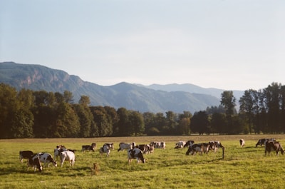 A close-up of healthy cattle grazing peacefully in a lush green pasture under a clear blue sky.