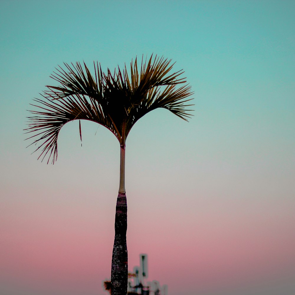 brown palm tree near city buildings during daytime