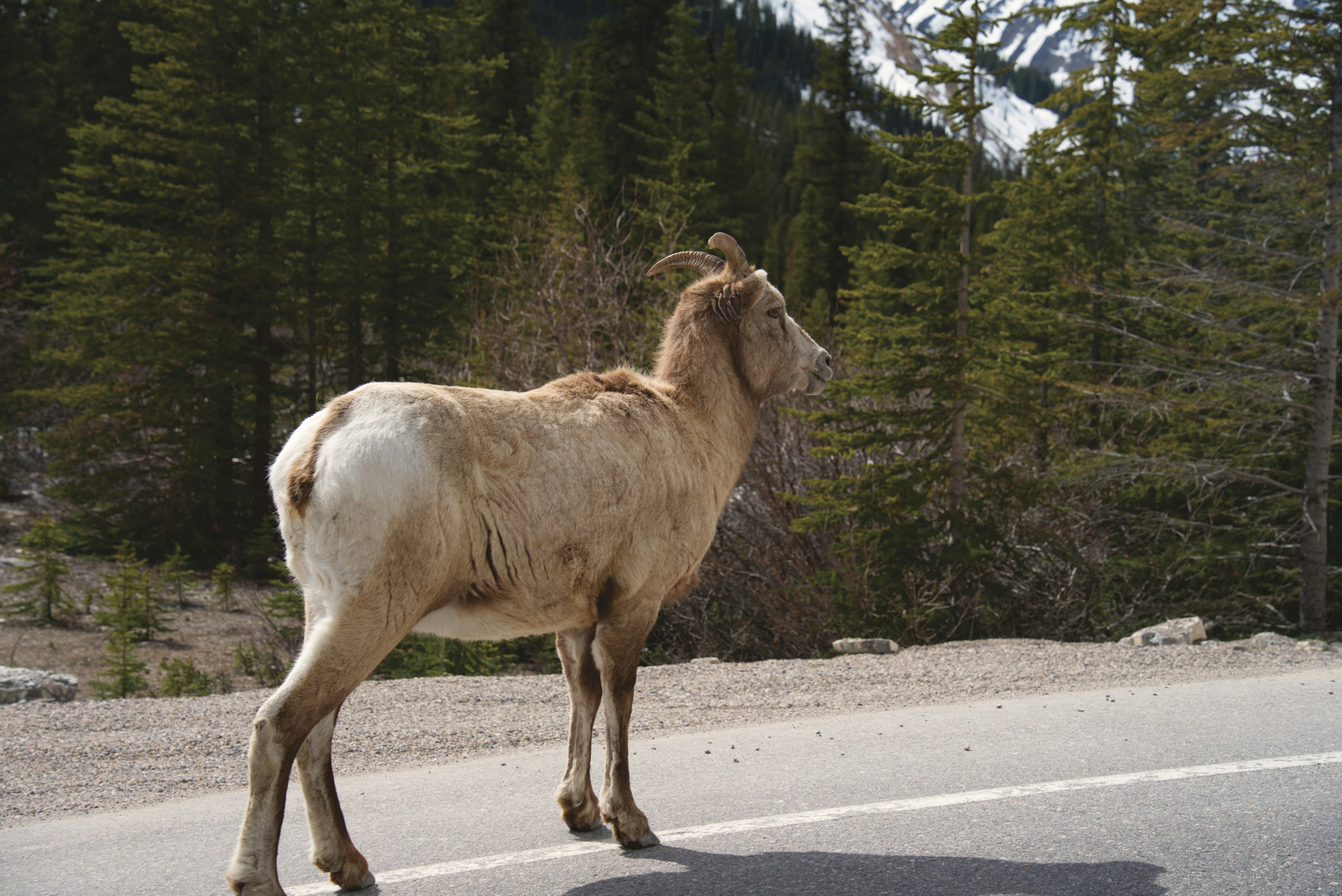 WILD About Mountain Goats