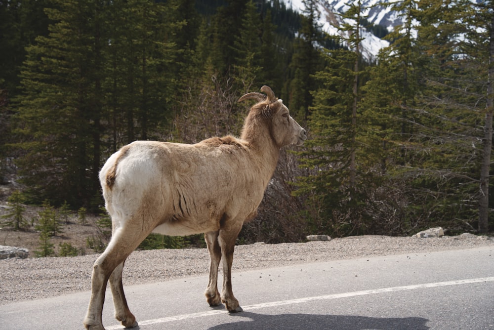 white and brown cow on road during daytime