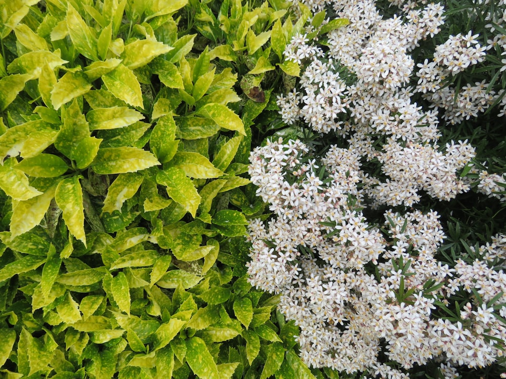 white flowers on green leaves