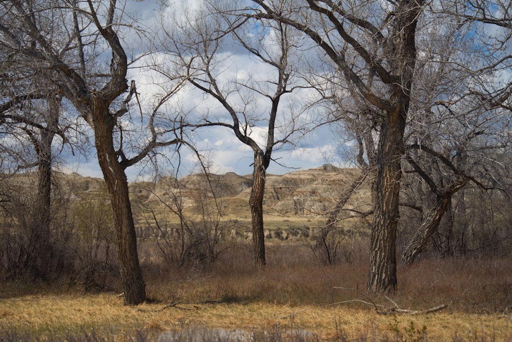 leafless trees on brown grass field during daytime