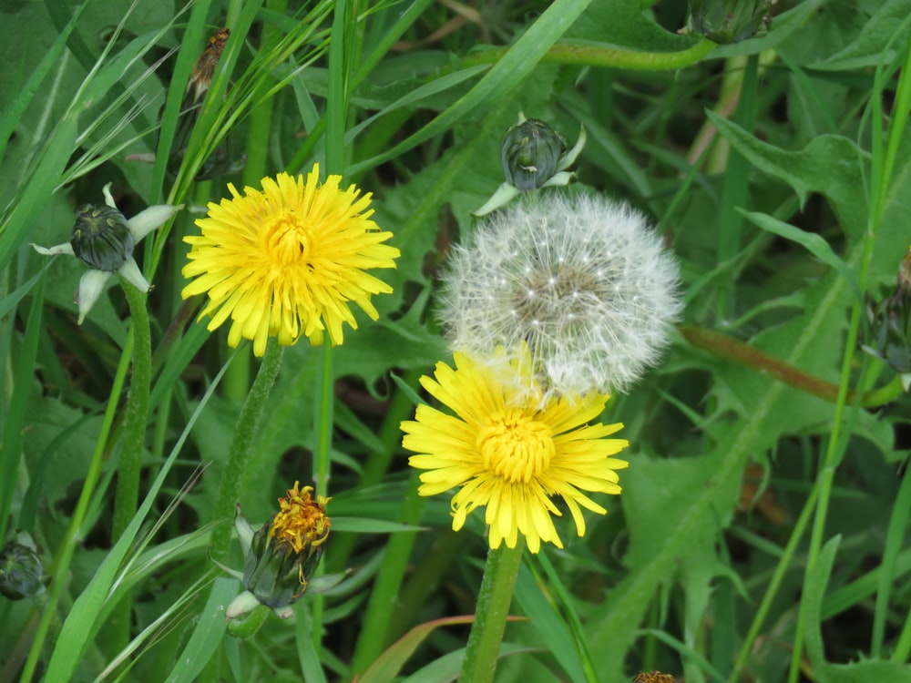 weiße und gelbe Blume in Nahaufnahmen