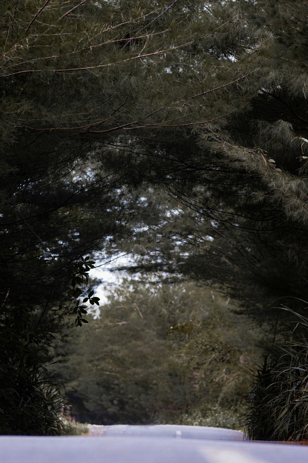 green trees on forest during daytime