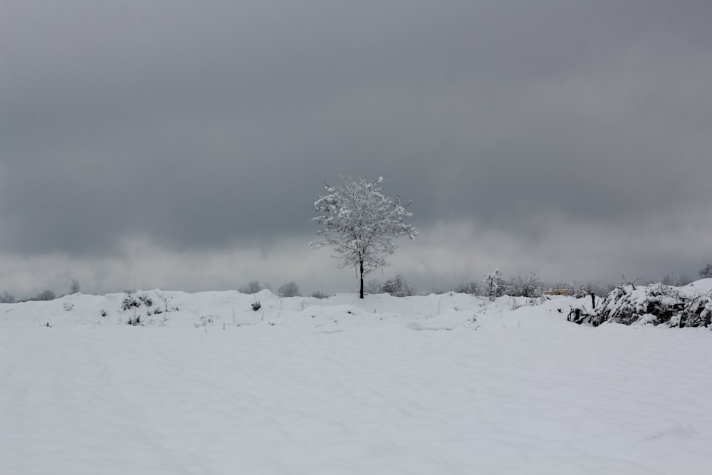 bare trees on snow covered ground during daytime