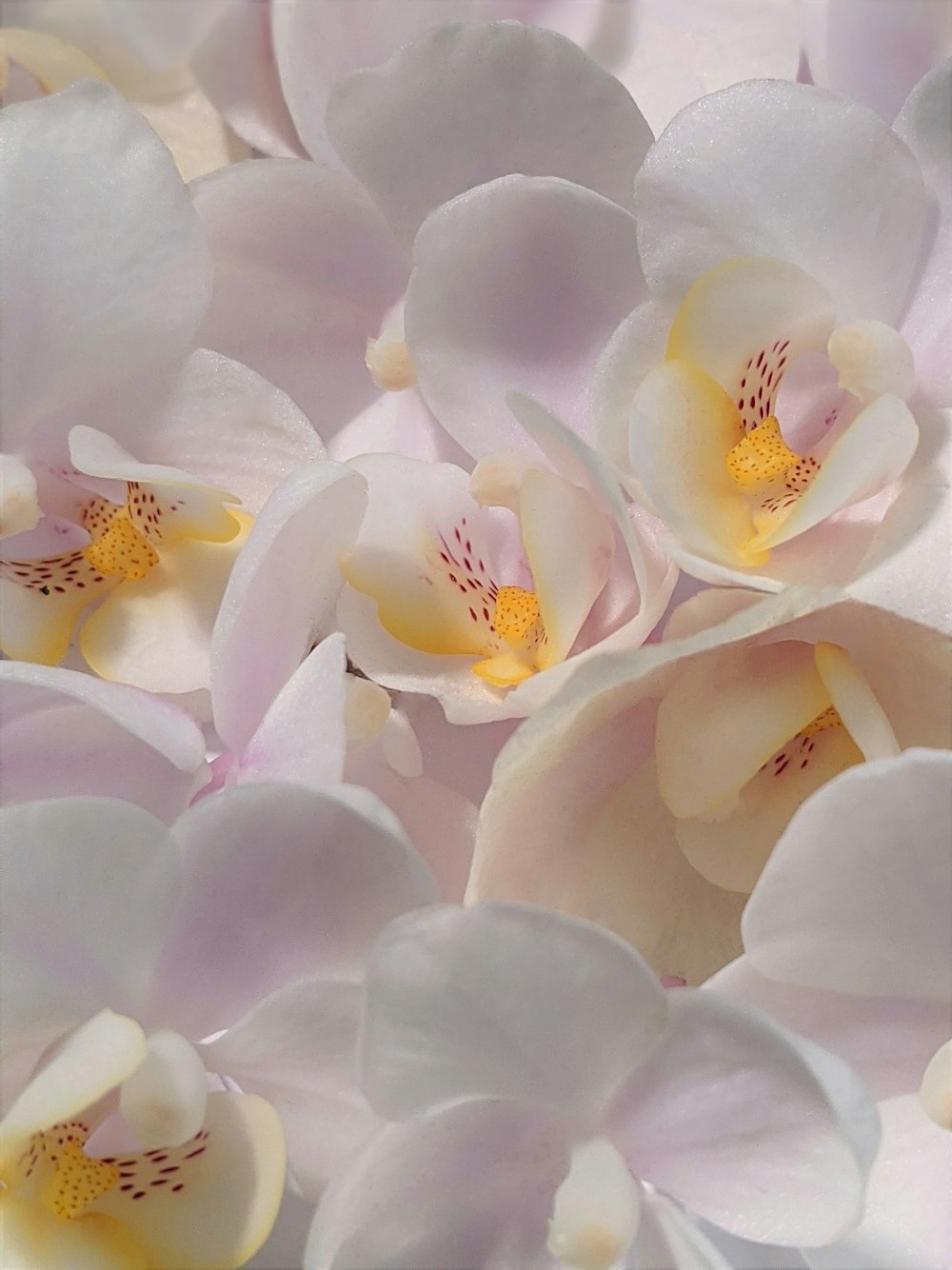 white and yellow flower petals