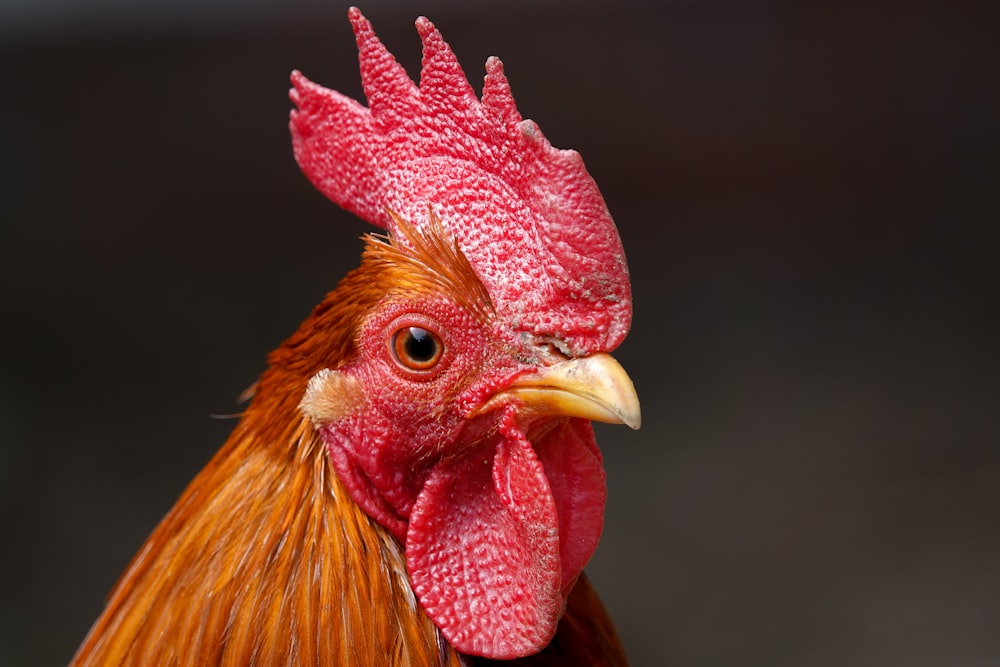 red rooster in close up photography