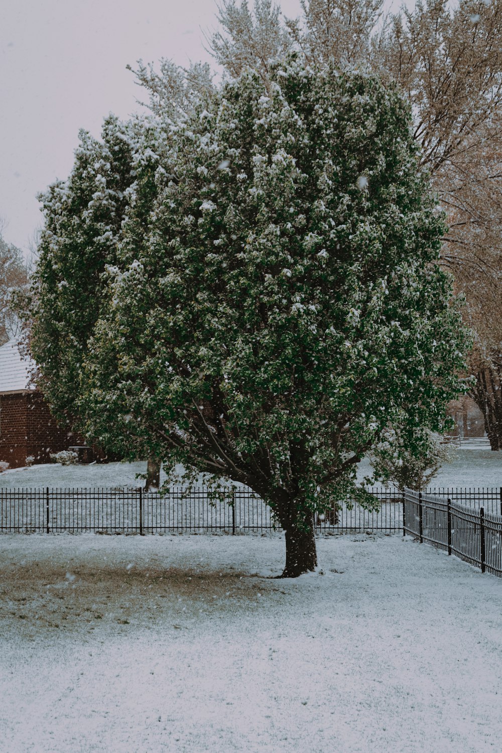 green tree on snow covered ground