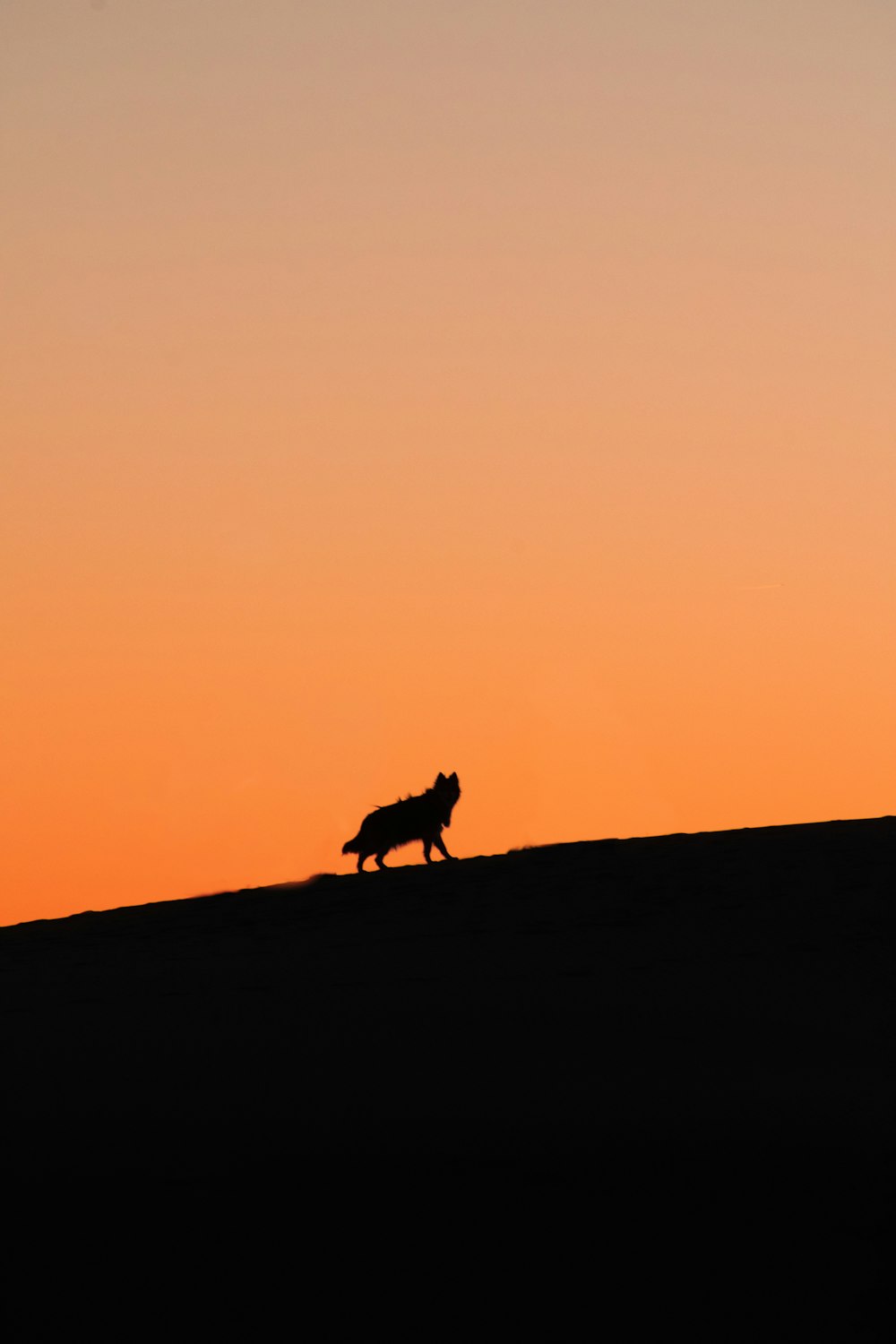 silhouette of 2 person walking on hill during sunset