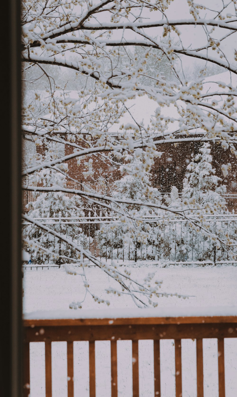 brown tree covered with snow