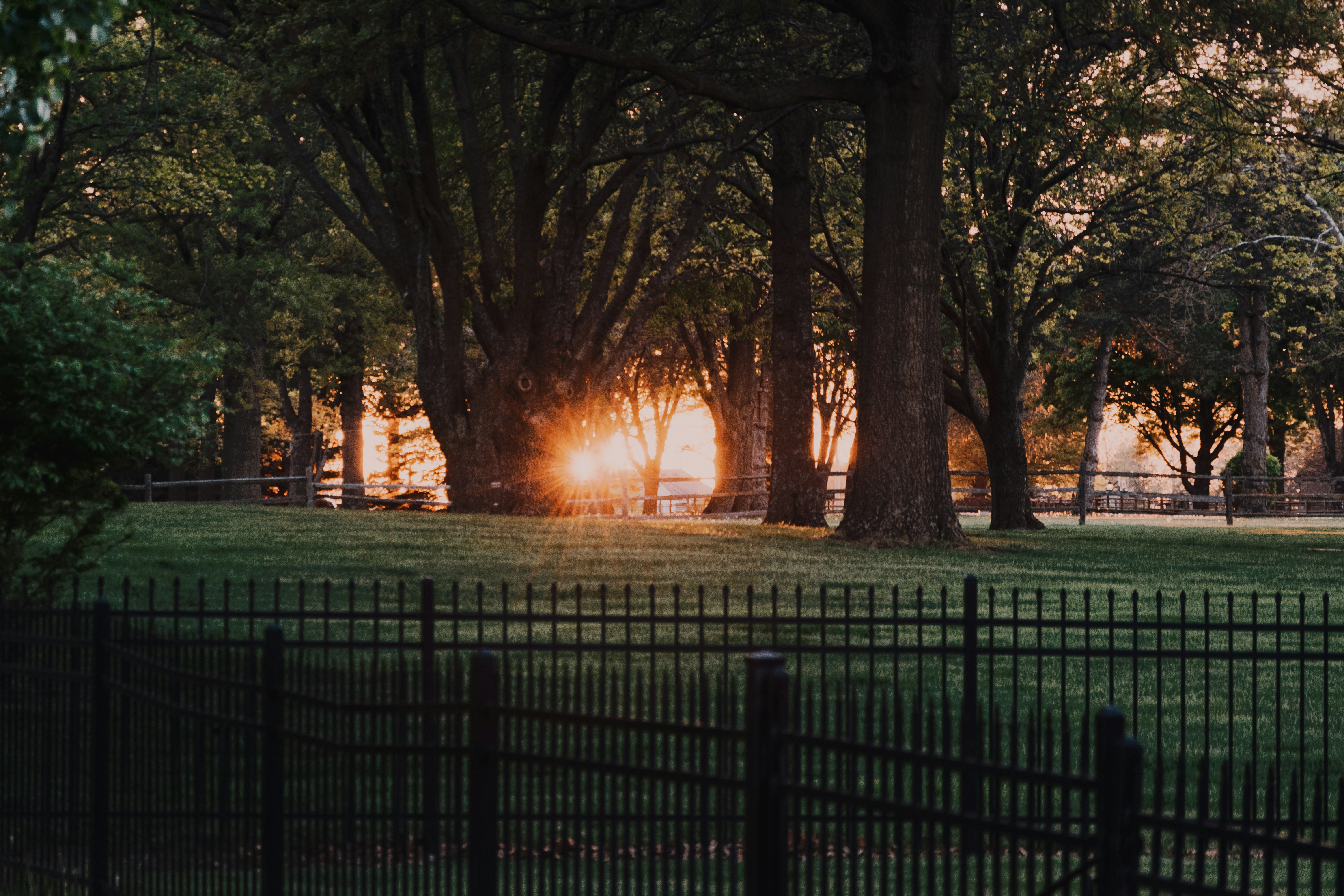 green trees near black metal fence during sunset