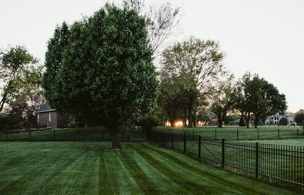 campo di erba verde con alberi durante il giorno