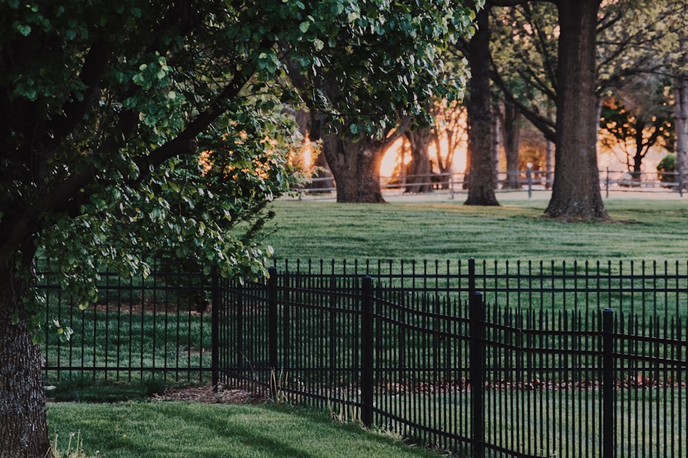 green grass field with black metal fence