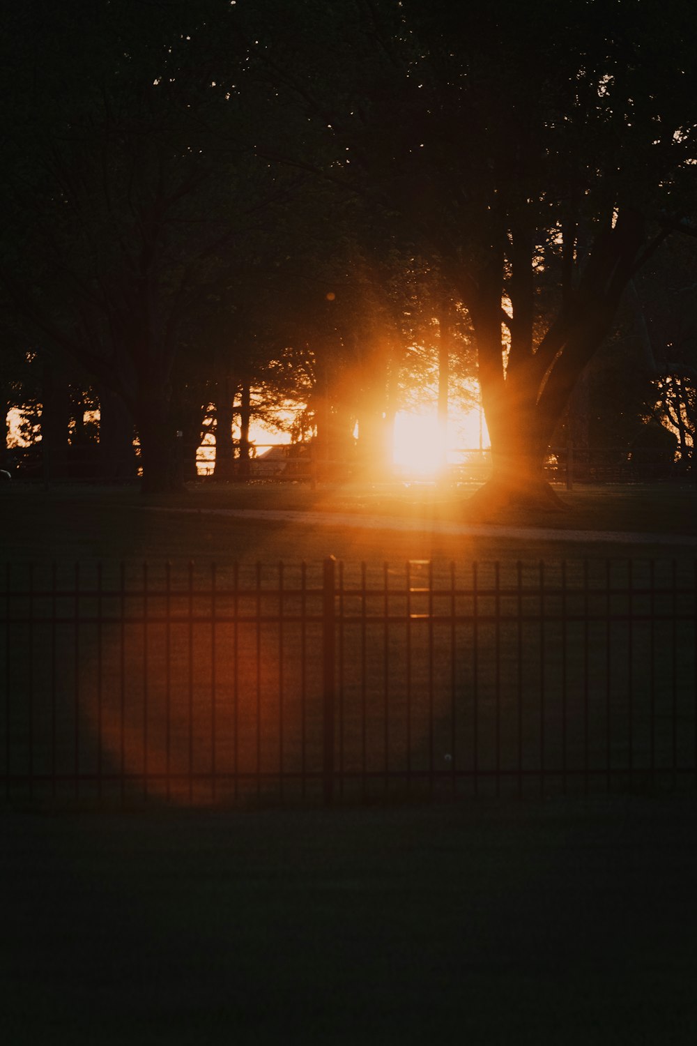 silhouette of trees during sunset