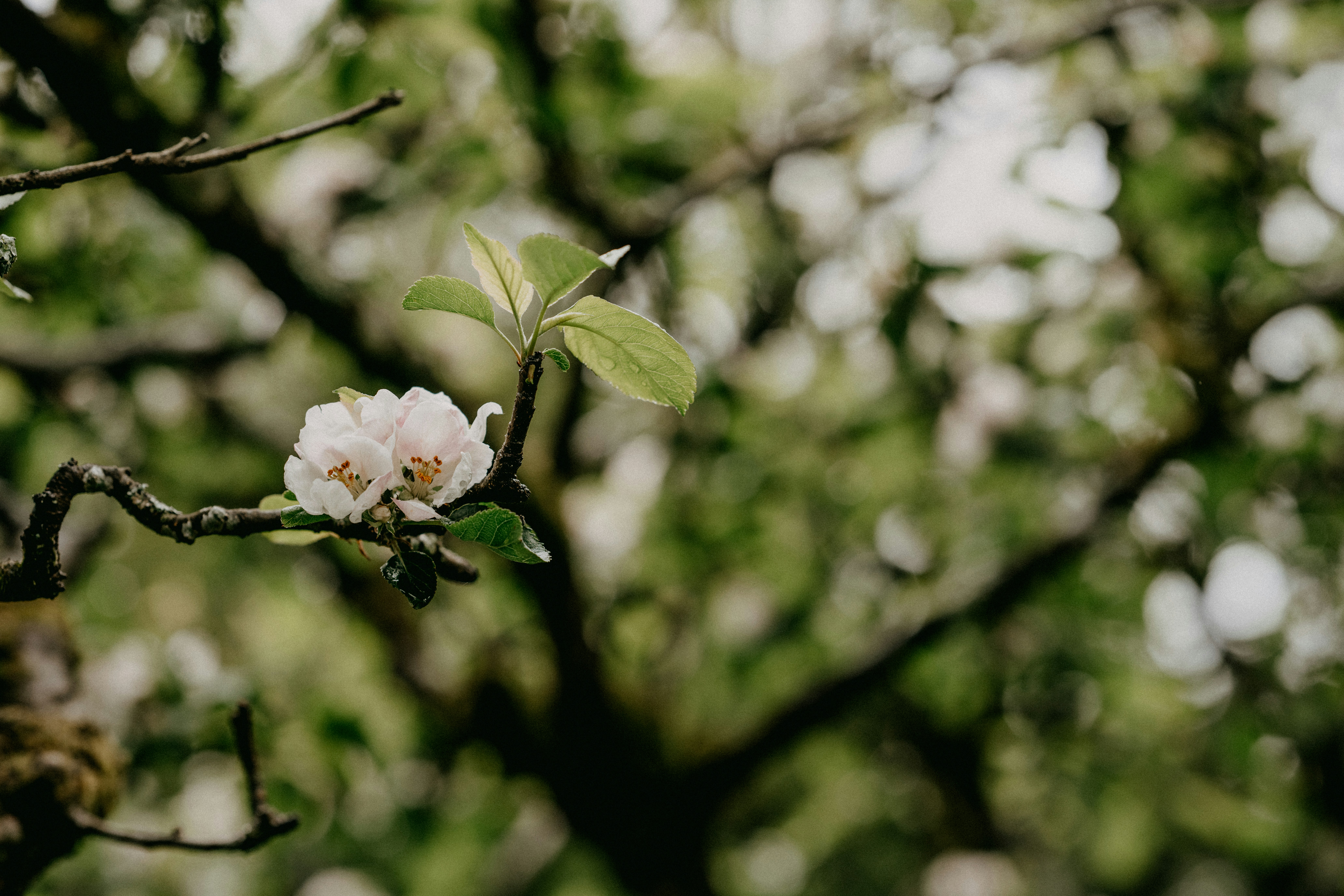 Photo by anniespratt