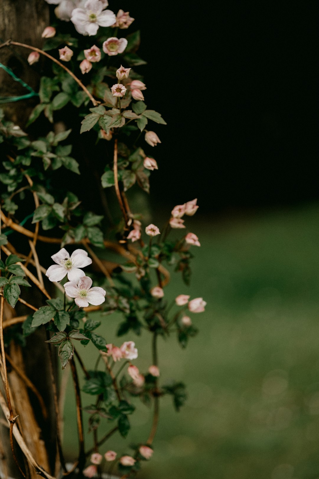 white flowers with green leaves