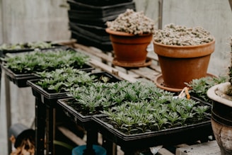 green leaves on black wooden table