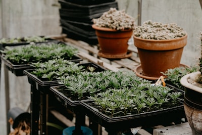 green leaves on black wooden table