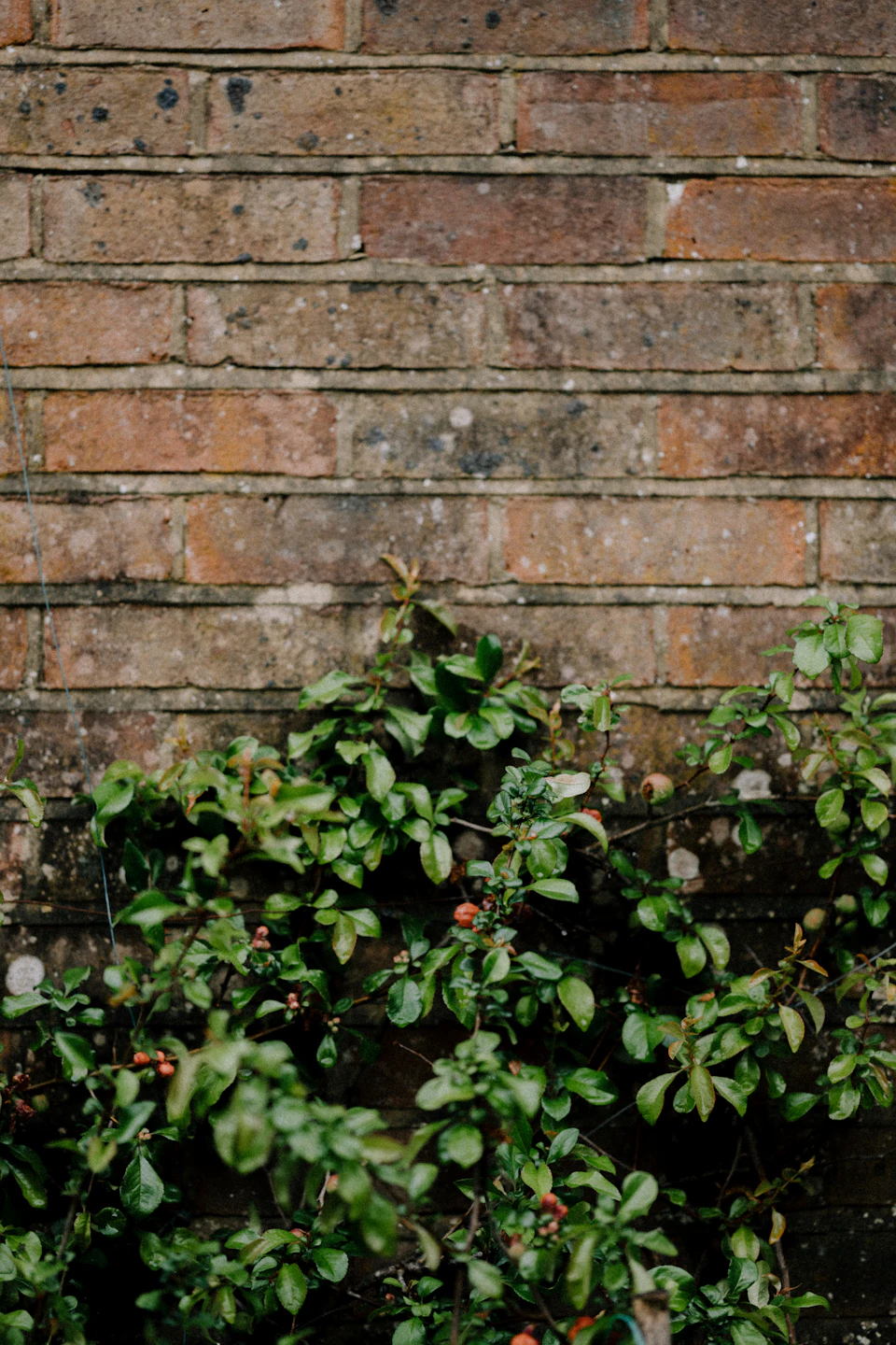 Brick wall with lush green plant growing on it, featuring small red berries