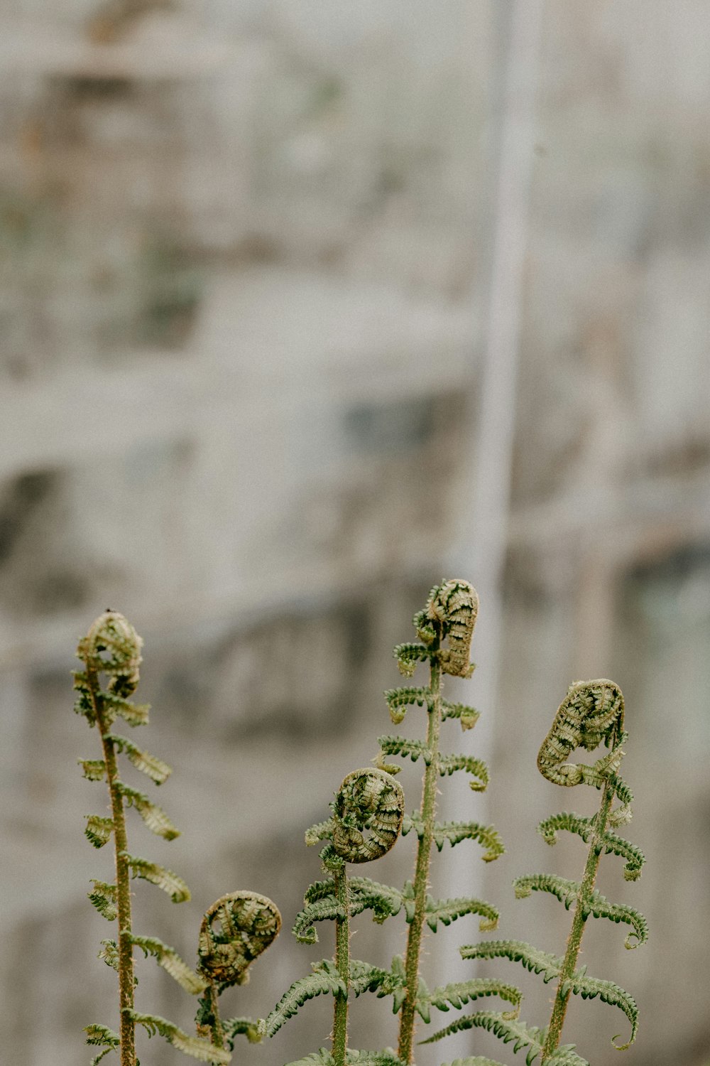 green plant in tilt shift lens