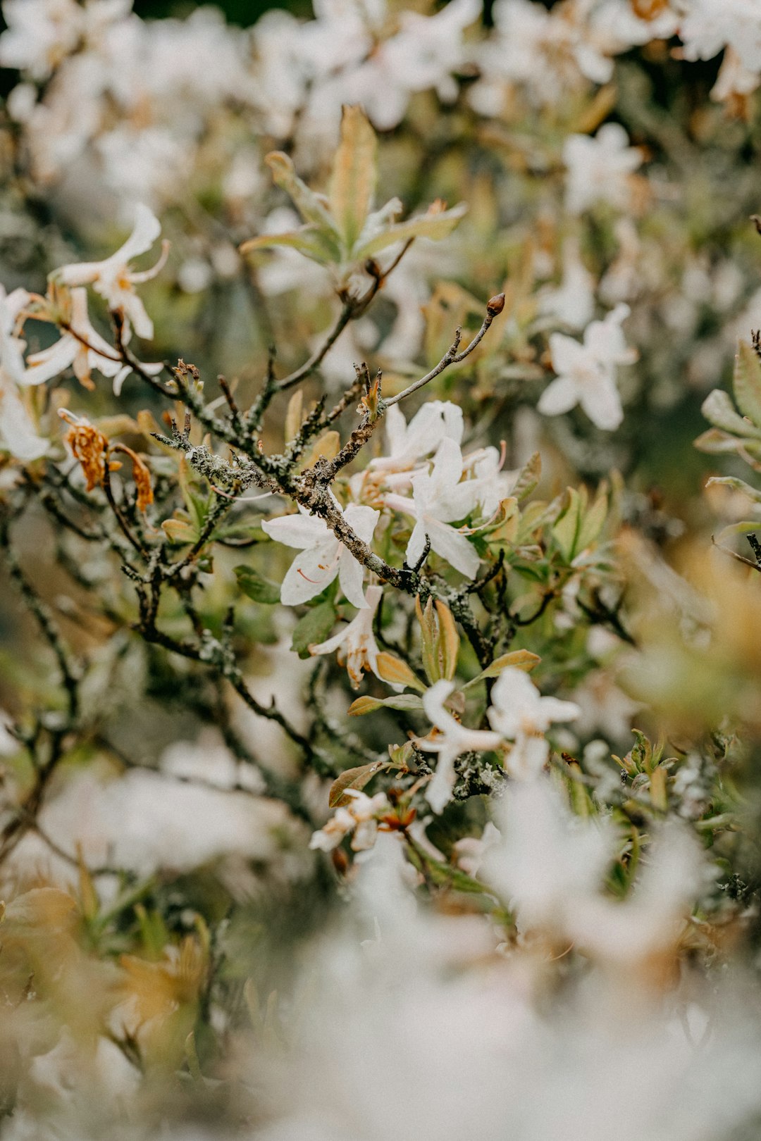 white cherry blossom in bloom during daytime