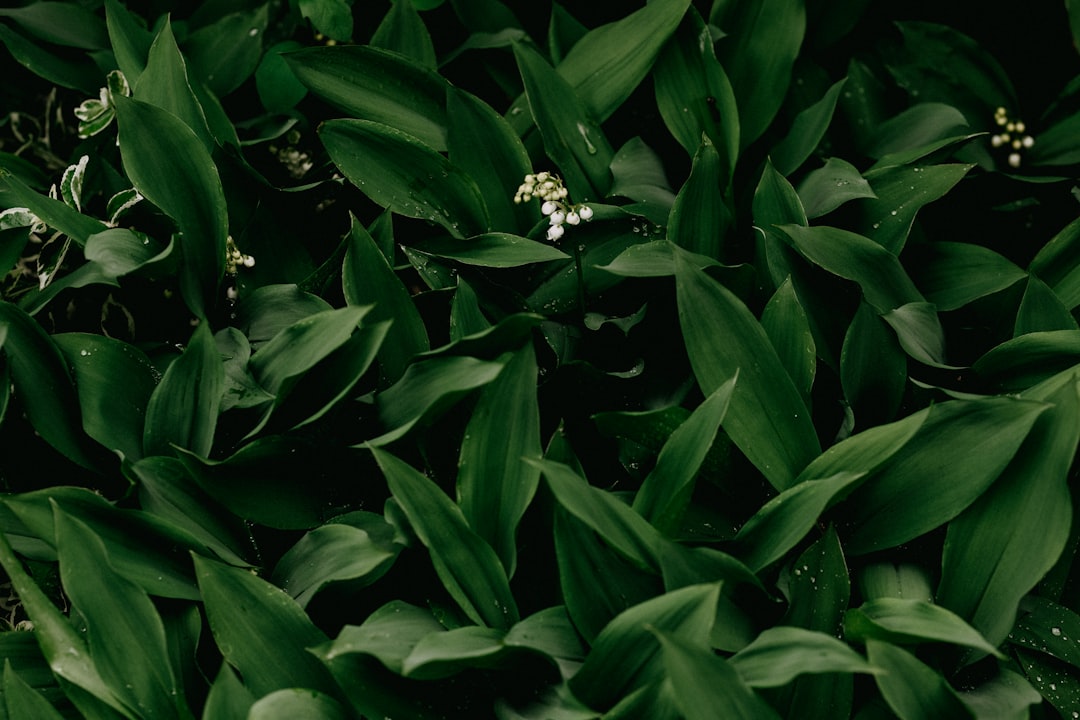 white flower with green leaves