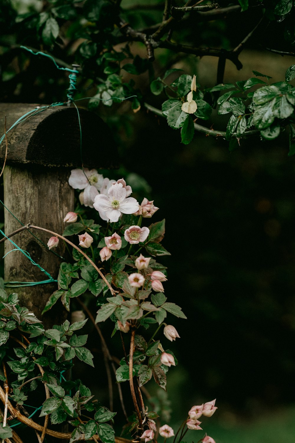 white flowers on brown wooden pot