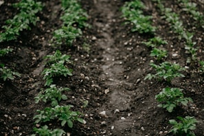 green plants on brown soil