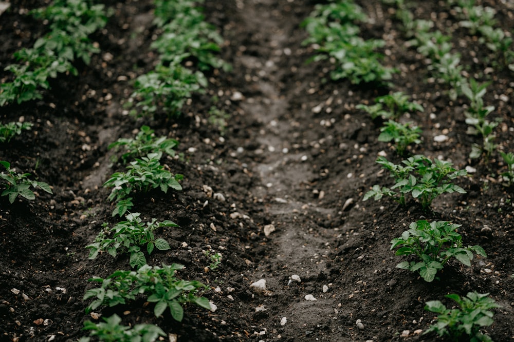 green plants on brown soil