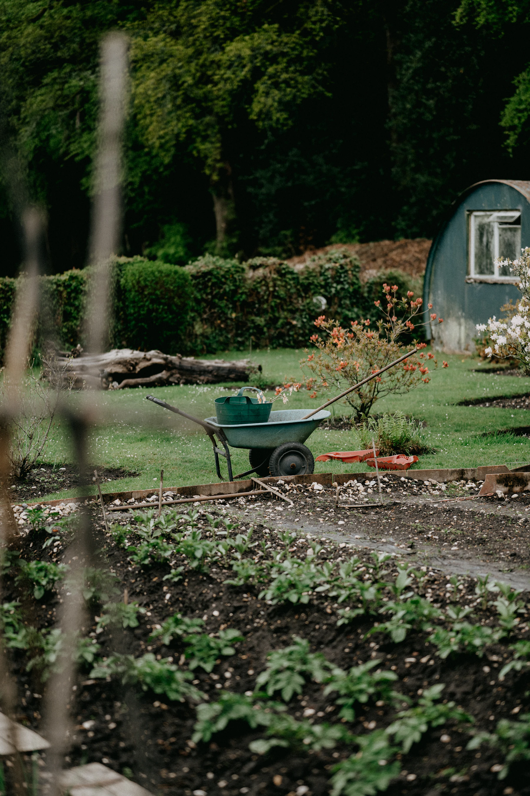 A wheelbarrow holding a rake and a tub, parked on a lawn beside a freshly dug bed